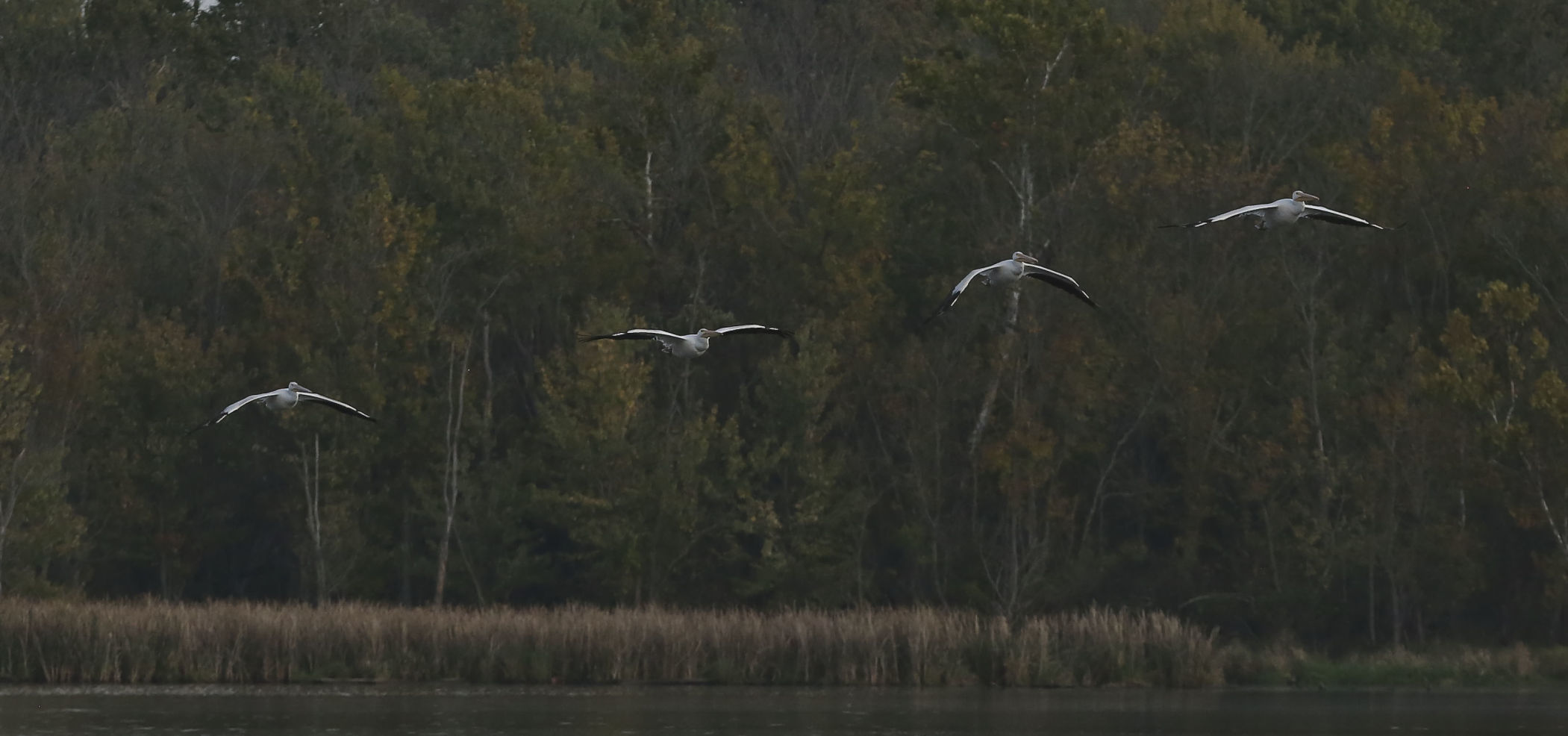 Pelicans 2 10.10.18.JPG